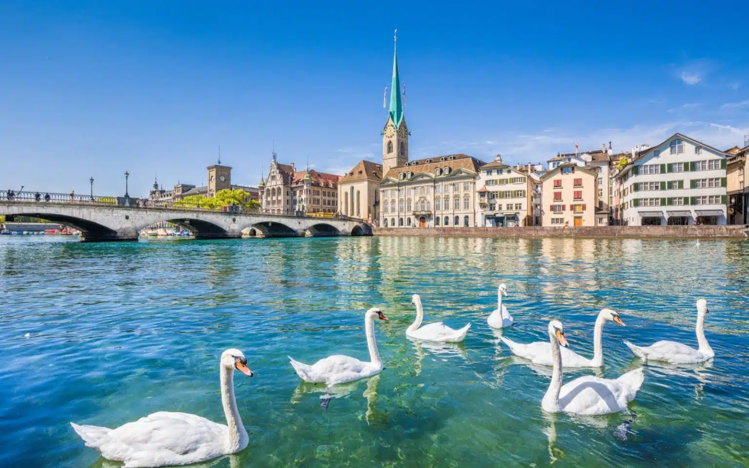 Zurich et ses majestueux cygnes