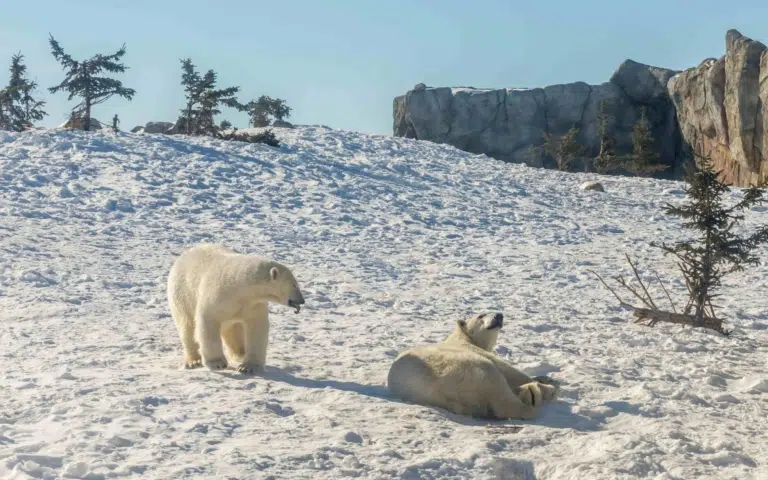 Manitoba sauvage : aventure arctique à Churchill - Canada > Belgique